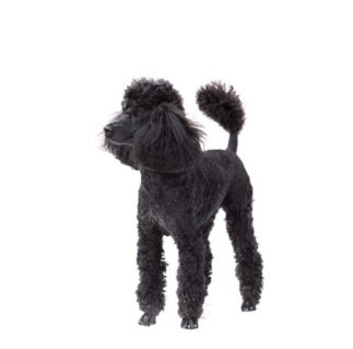 Warning: There’s a rabid POODLE running loose in SSL