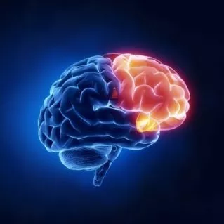 MRI images show brains becoming inactive while answering security prompts