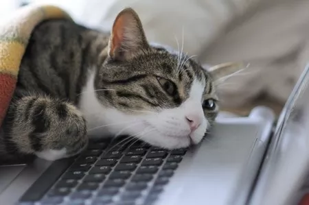 Keeping your kids safe online? Follow these 5 tips
